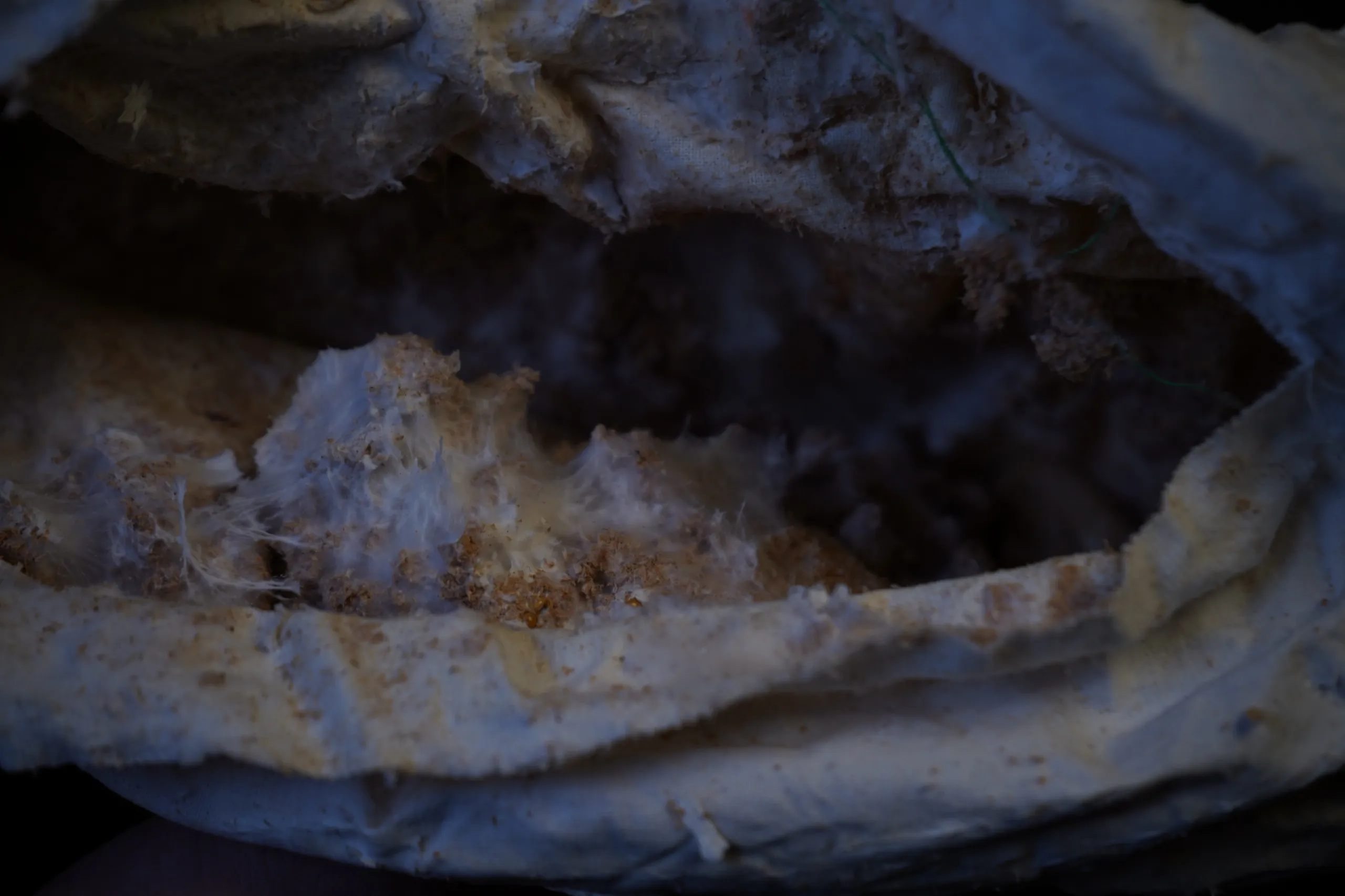 komorebi 木漏れ日, mycelium